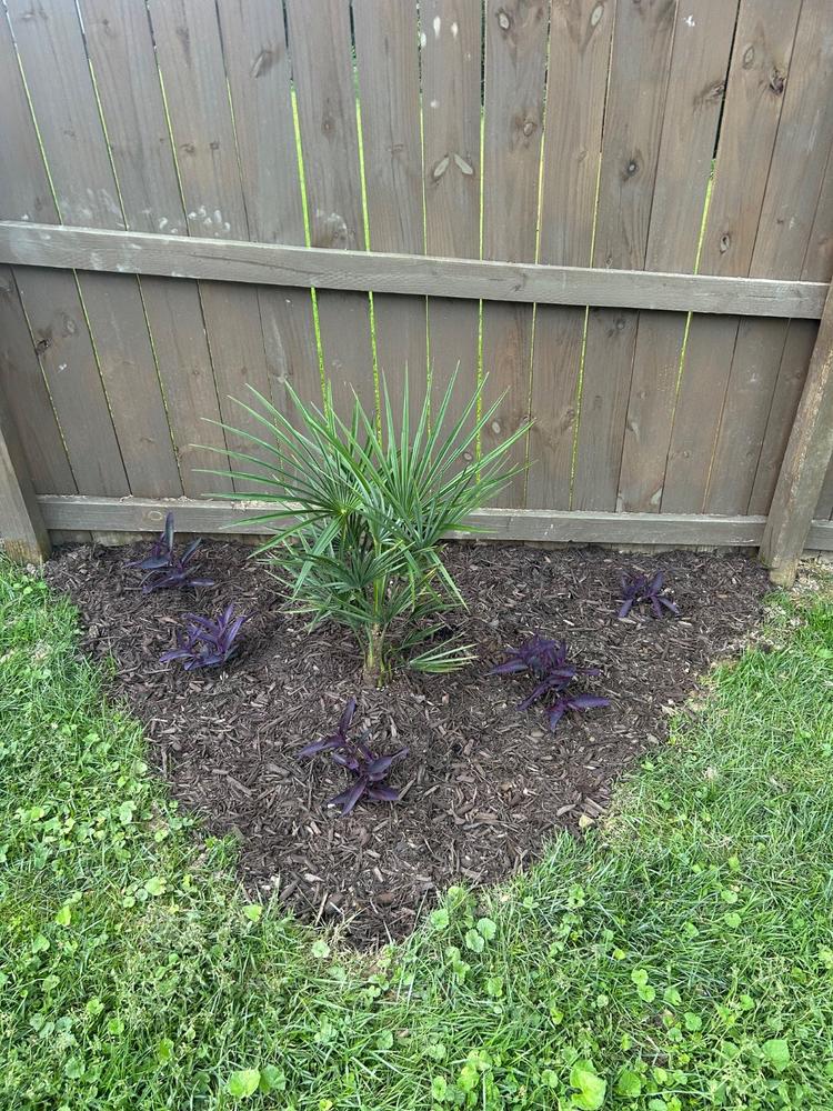 Windmill Palm Tree - Customer Photo From Jack Woolwine