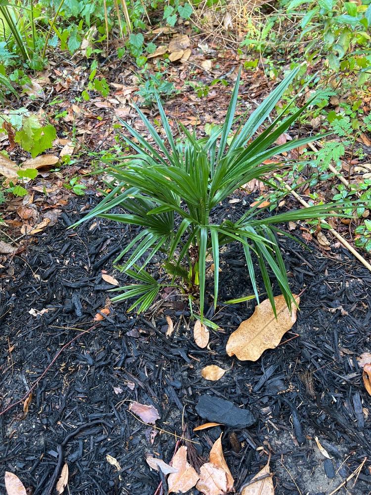 Windmill Palm Tree - Customer Photo From Anonymous