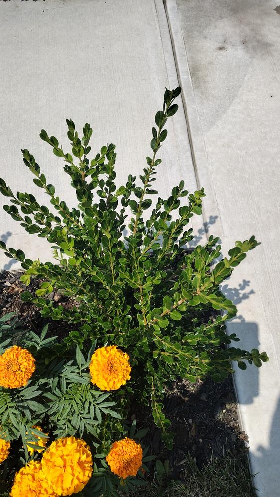 Wintergreen Boxwood Shrub - Customer Photo From Gary B