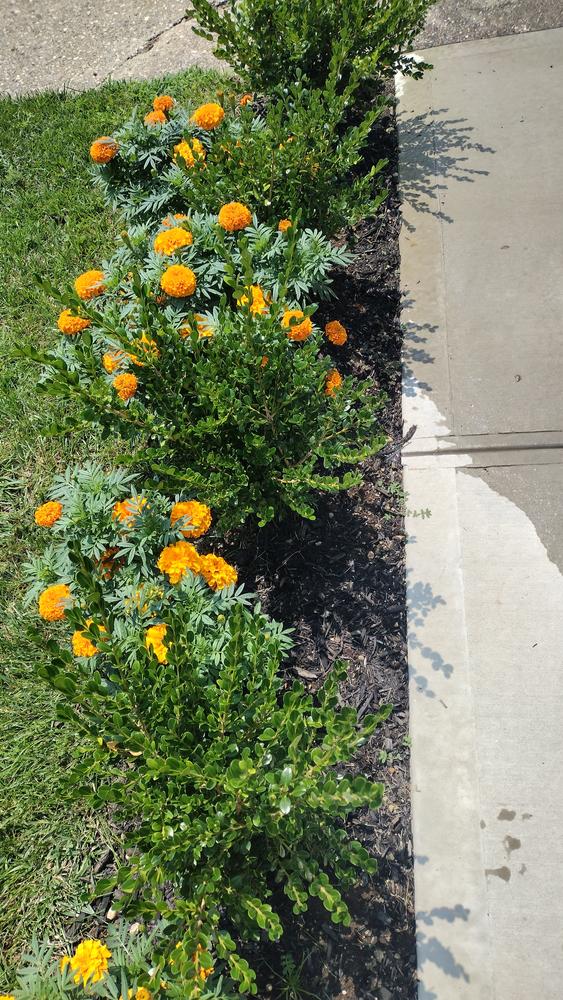 Wintergreen Boxwood Shrub - Customer Photo From Gary B