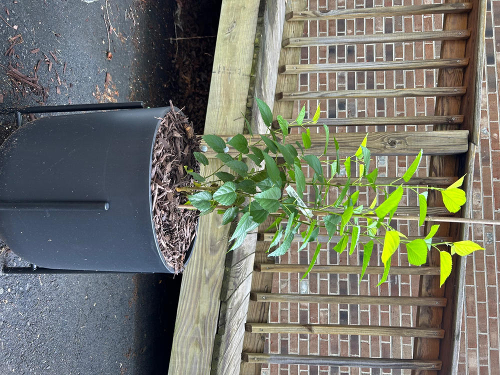Rabbiteye Blueberry Bush Variety Pack - Customer Photo From Mark Miller