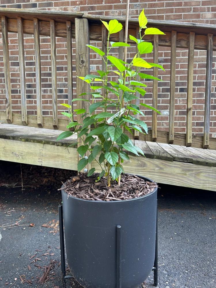 Rabbiteye Blueberry Bush Variety Pack - Customer Photo From Mark Miller