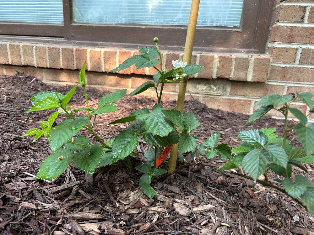 Rabbiteye Blueberry Bush Variety Pack - Customer Photo From Mark Miller