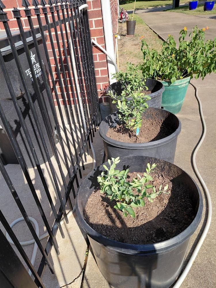 Rabbiteye Blueberry Bush Variety Pack - Customer Photo From Anonymous
