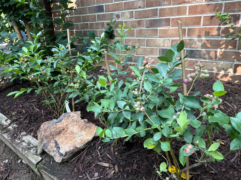 Rabbiteye Blueberry Bush Variety Pack - Customer Photo From Mark Miller