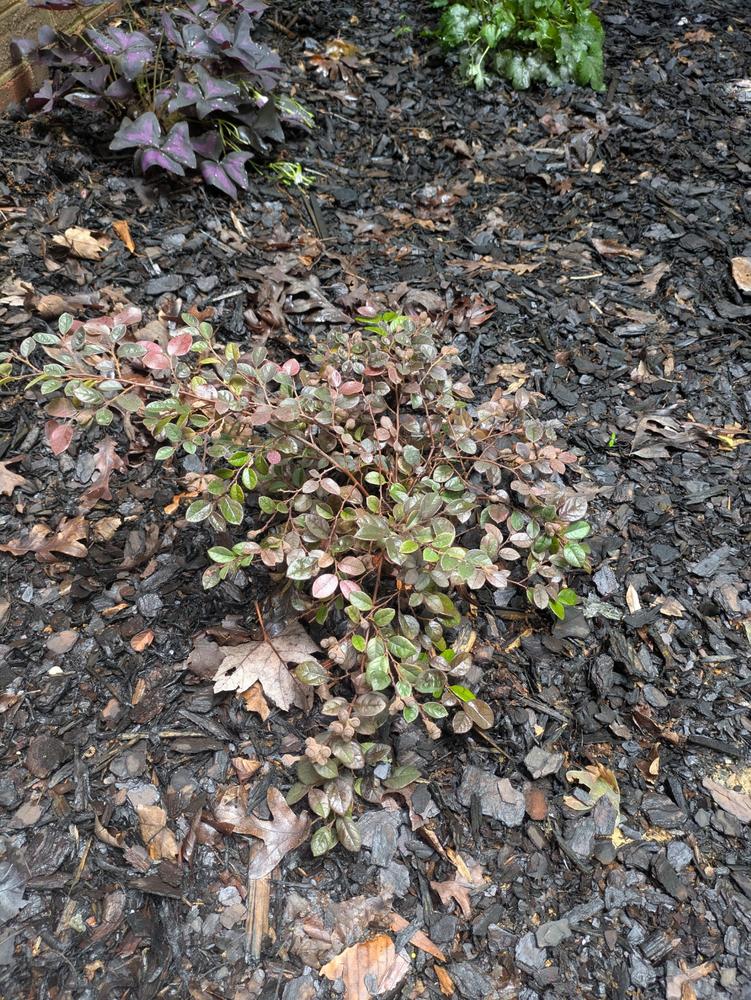 Loropetalum Zhuzhou Chinese Fringe Flower Shrub - Customer Photo From John E Stokes