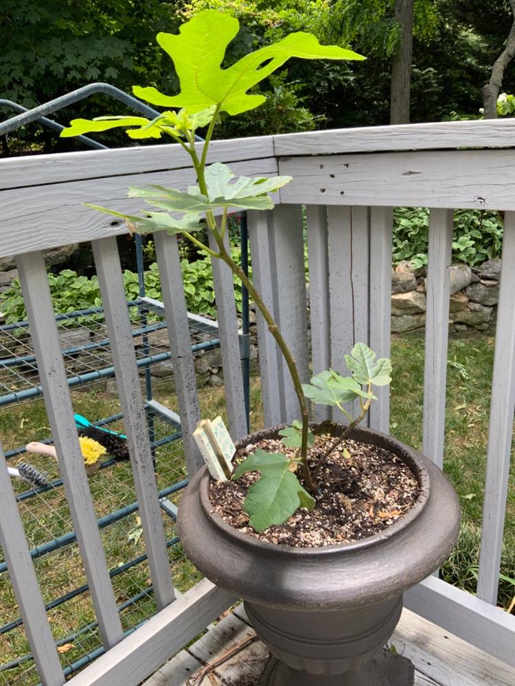 Chicago Hardy Fig Tree - Customer Photo From Patricia Louque