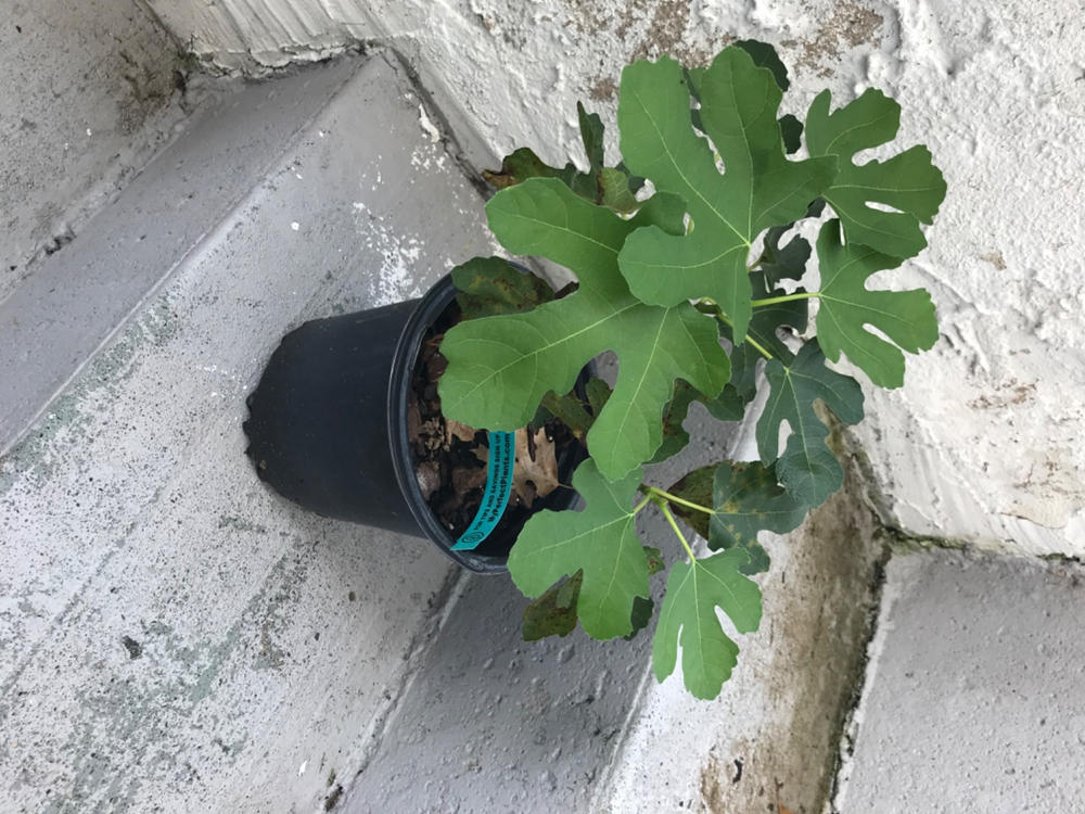 Chicago Hardy Fig Tree - Customer Photo From Anonymous