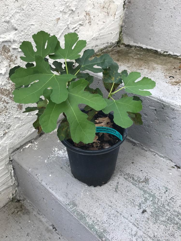 Chicago Hardy Fig Tree - Customer Photo From Anonymous