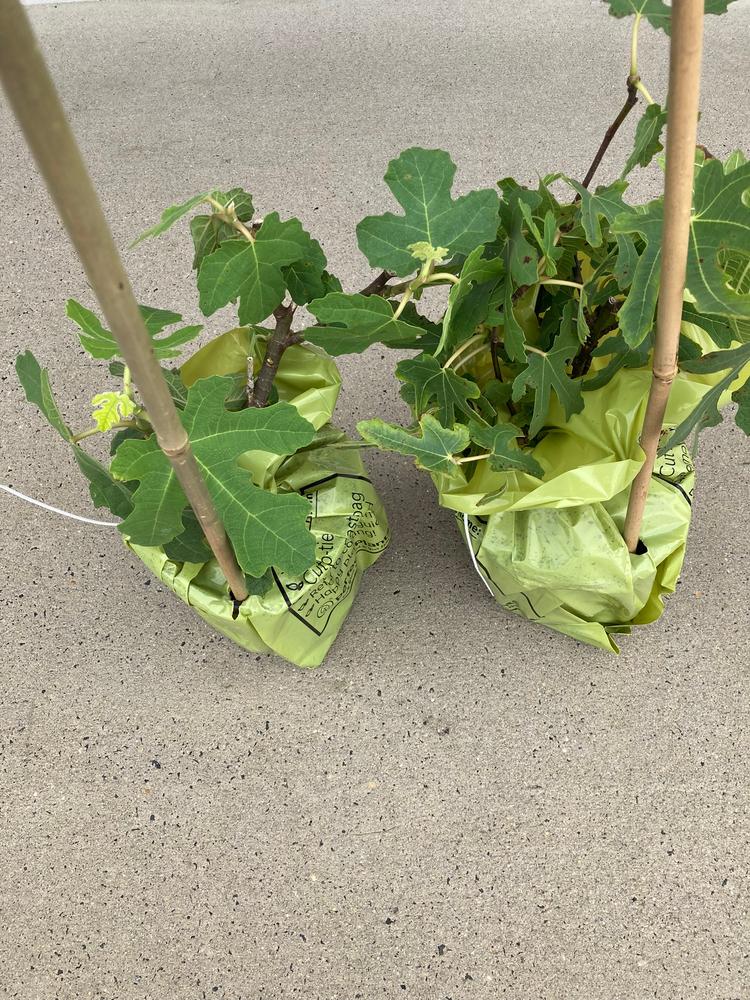 Chicago Hardy Fig Tree - Customer Photo From Ancient Hippie