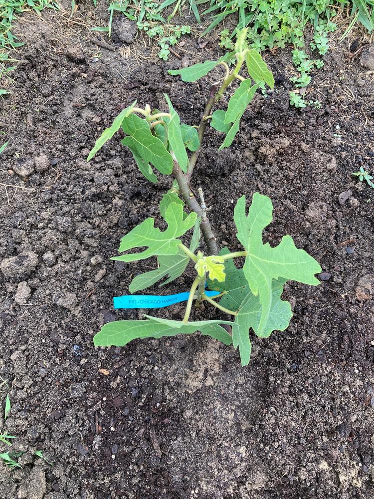Chicago Hardy Fig Tree - Customer Photo From Ancient Hippie