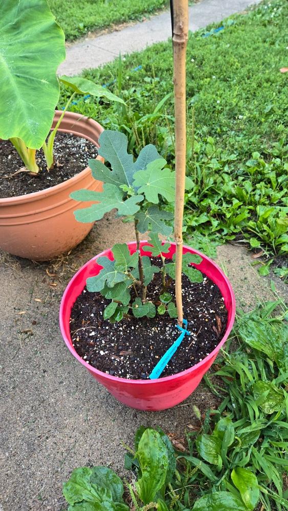 Chicago Hardy Fig Tree - Customer Photo From Lakin Runcie