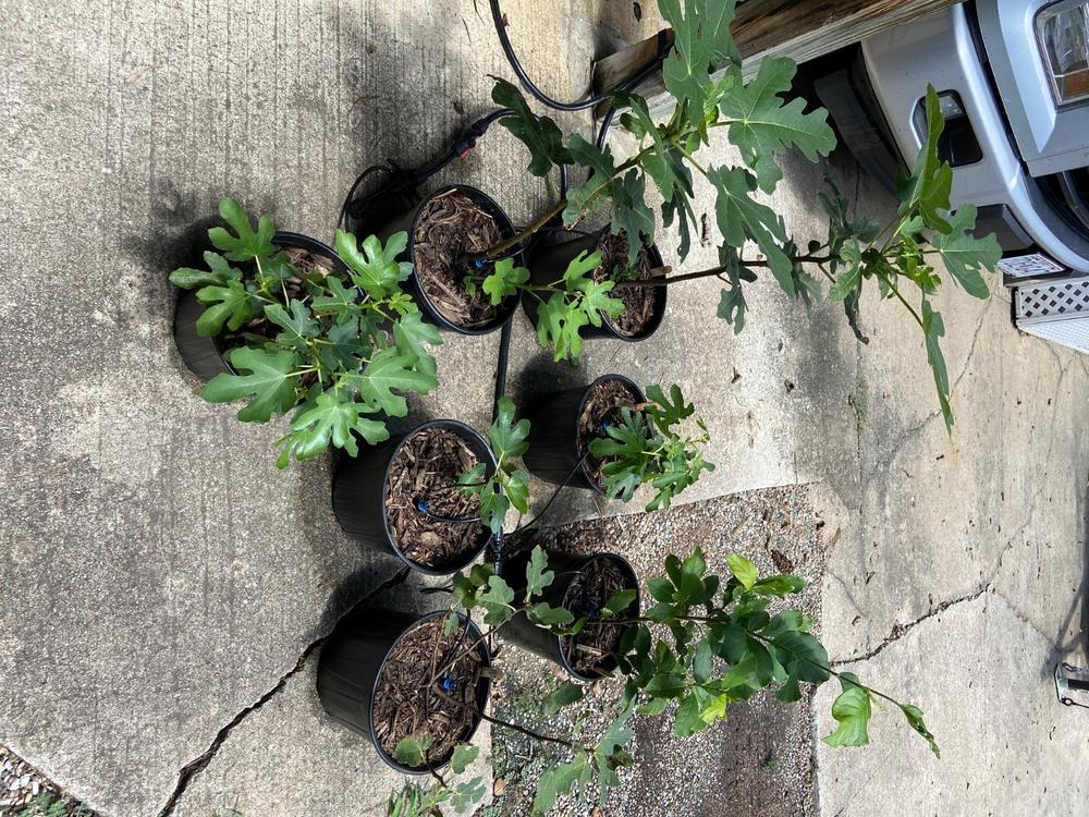 Celeste Fig Tree - Customer Photo From Mark Jacobs
