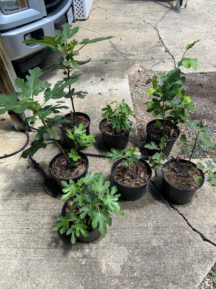 Celeste Fig Tree - Customer Photo From Mark Jacobs