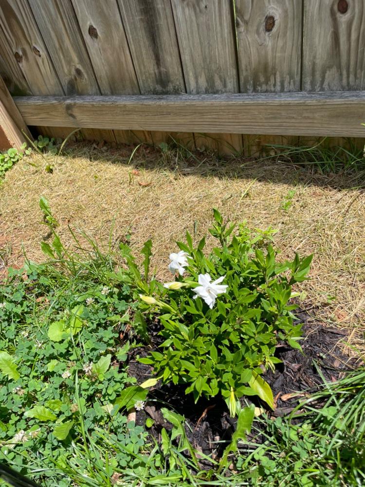 Frost Proof Gardenia Shrub - Customer Photo From Andrew Nguyen