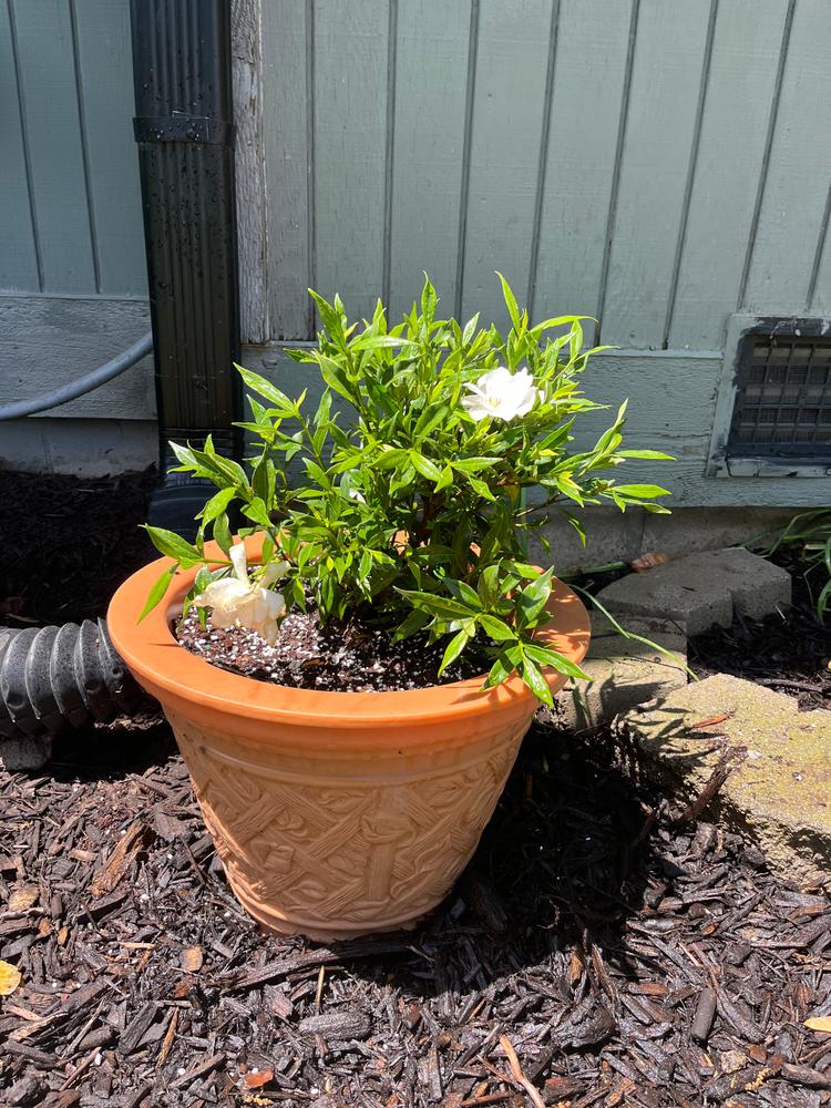 Frost Proof Gardenia Shrub - Customer Photo From Chris