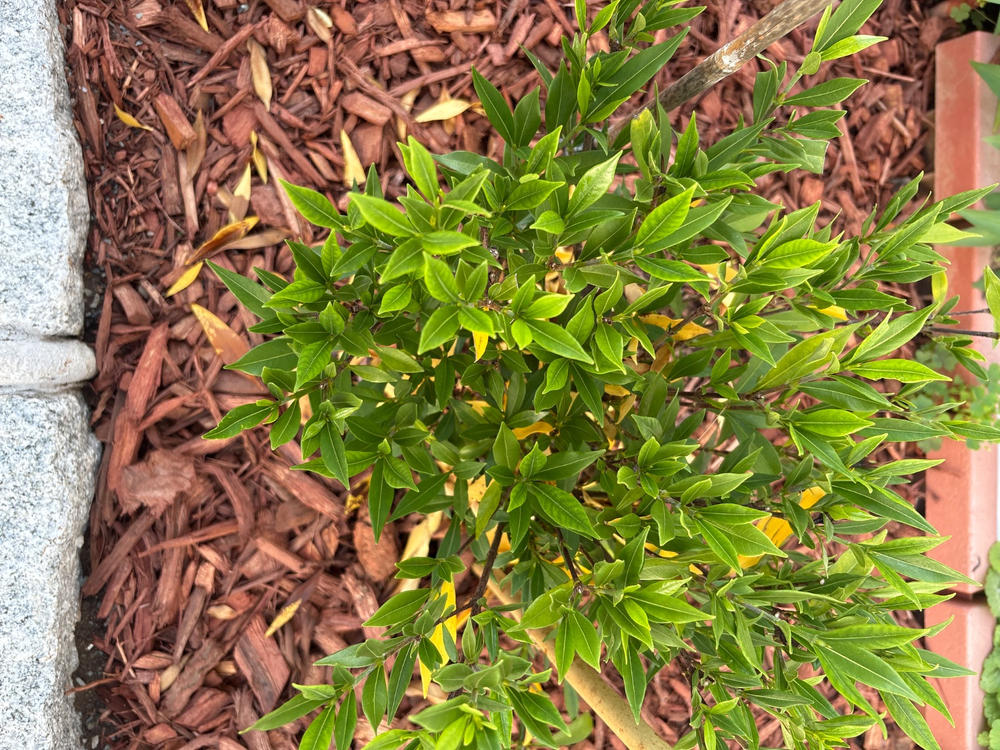 Frost Proof Gardenia Shrub - Customer Photo From Lydia Astillero