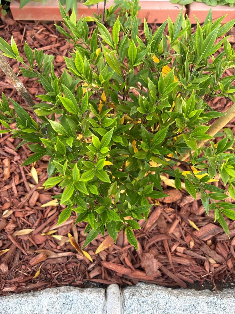 Frost Proof Gardenia Shrub - Customer Photo From Lydia Astillero