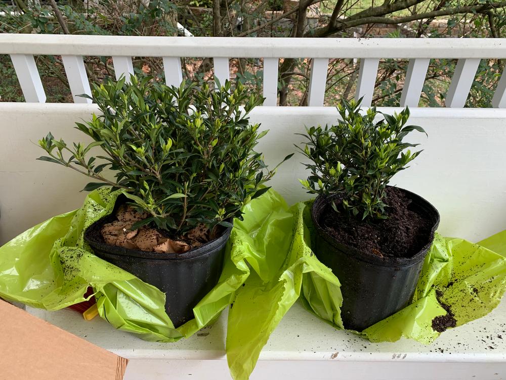 Frost Proof Gardenia Shrub - Customer Photo From Katie Kennelly