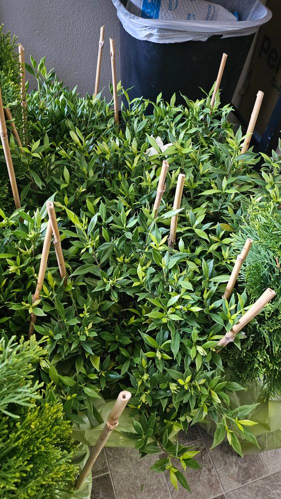 Frost Proof Gardenia Shrub - Customer Photo From Jennifer Leggitt