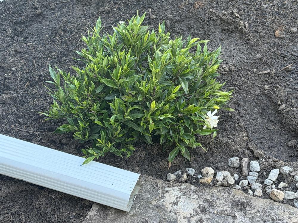 Frost Proof Gardenia Shrub - Customer Photo From Michael Leone