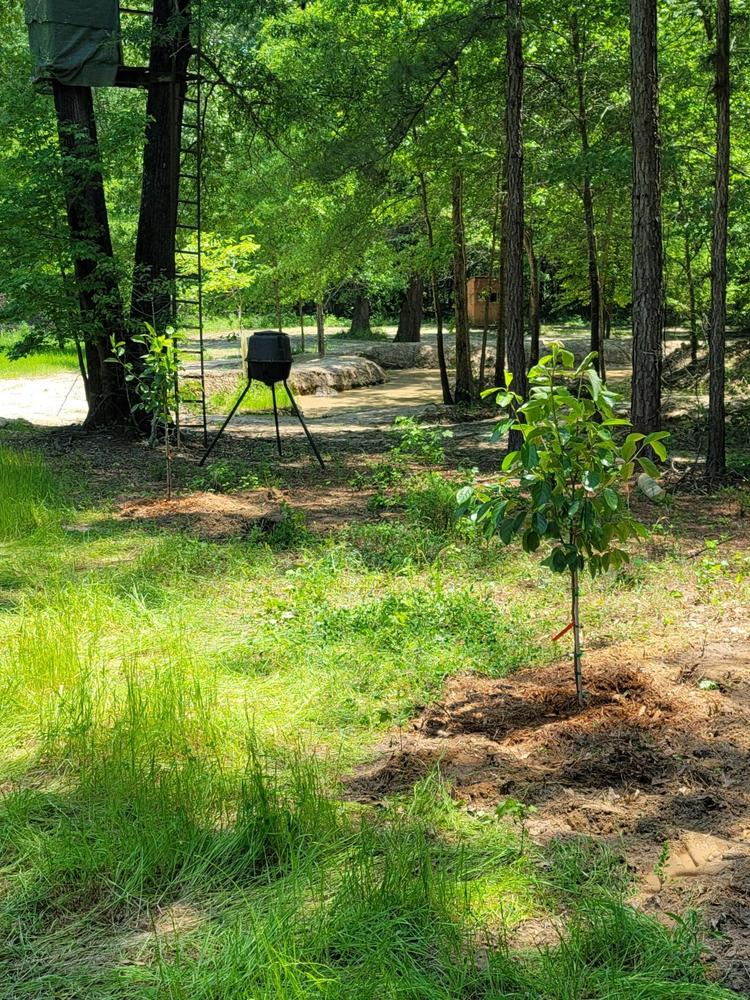 Fuyu Persimmon Tree - Customer Photo From Gregory Nelson