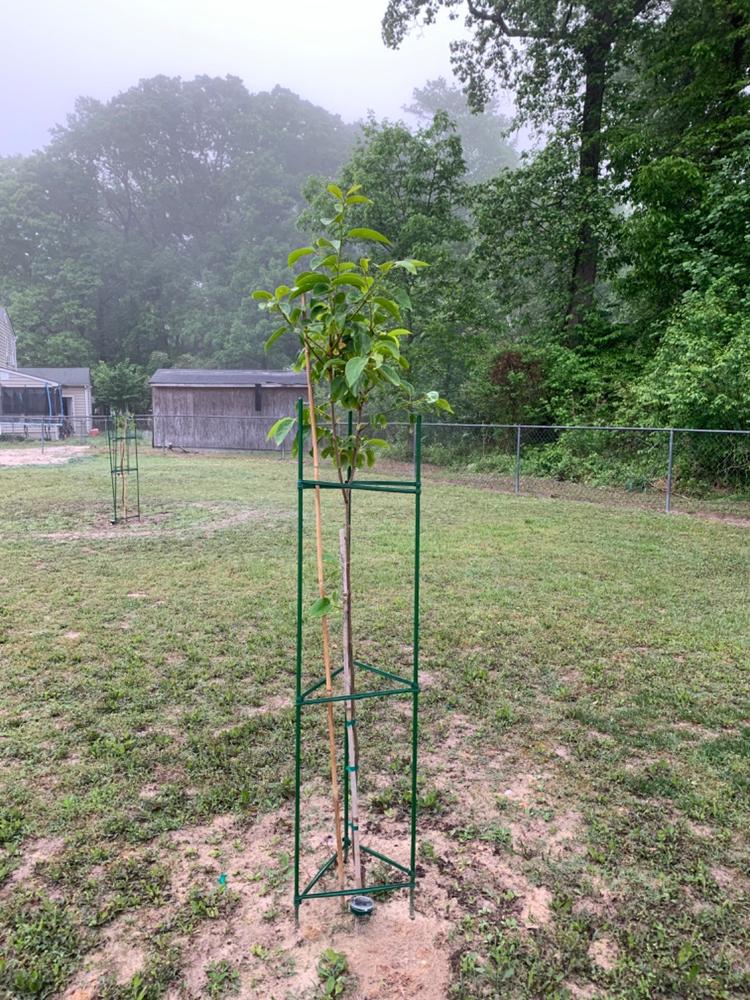 Fuyu Persimmon Tree - Customer Photo From Matthew Hicks