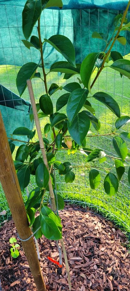 Fuyu Persimmon Tree - Customer Photo From Gary Oancea