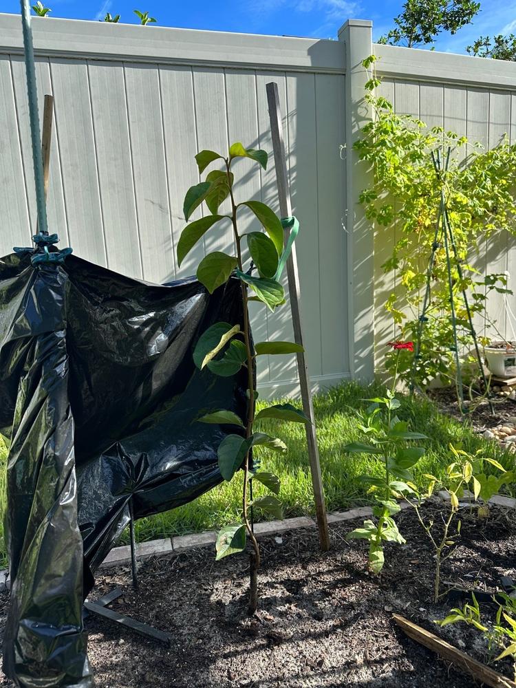 Fuyu Persimmon Tree - Customer Photo From Felix W