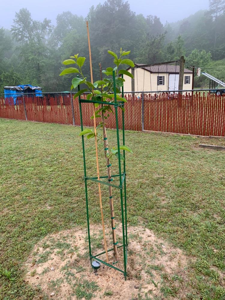 Fuyu Persimmon Tree - Customer Photo From Matthew Hicks