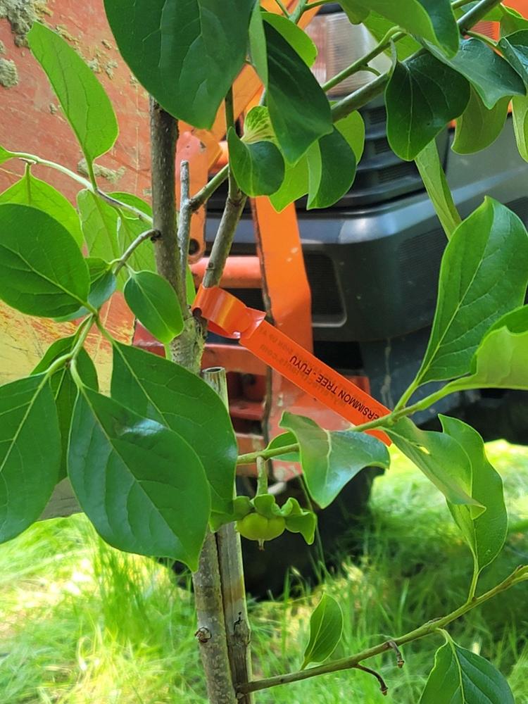 Fuyu Persimmon Tree - Customer Photo From Gregory Nelson