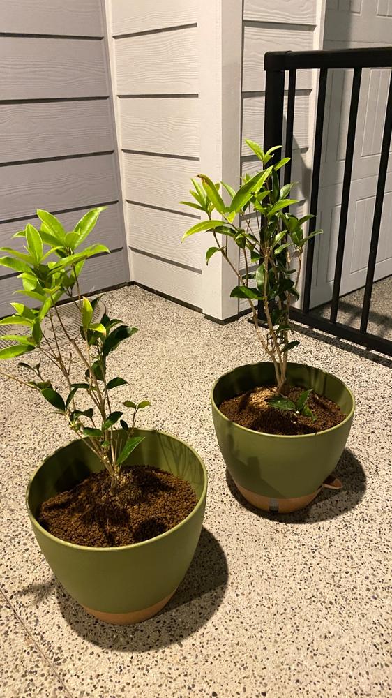 Fragrant Tea Olive Tree - Customer Photo From Anonymous