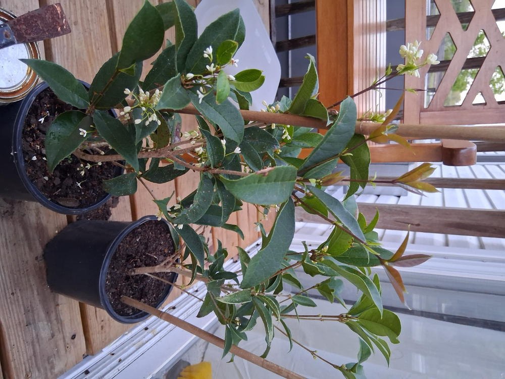 Fragrant Tea Olive Tree - Customer Photo From Anonymous
