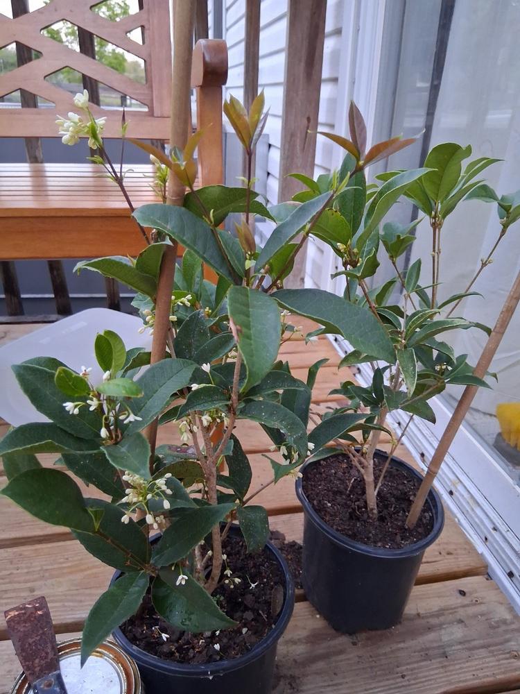 Fragrant Tea Olive Tree - Customer Photo From Anonymous