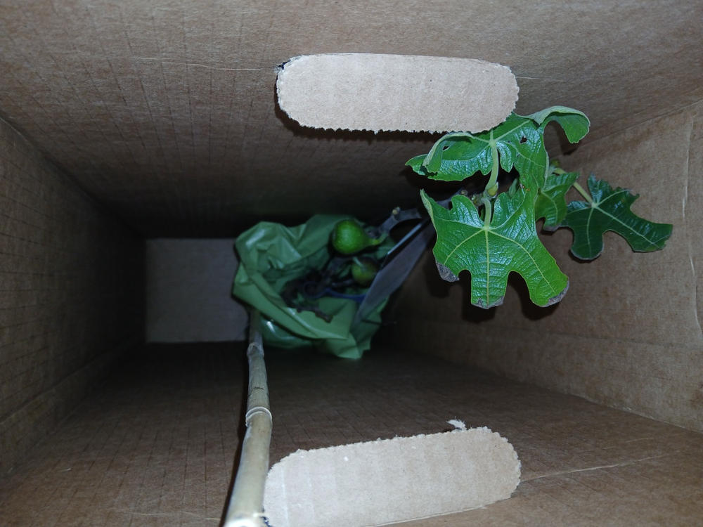 LSU Purple Fig Tree - Customer Photo From Jeanne Stearns