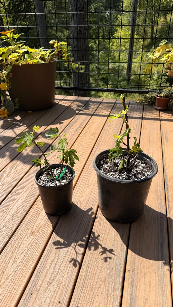 LSU Purple Fig Tree - Customer Photo From Justin 