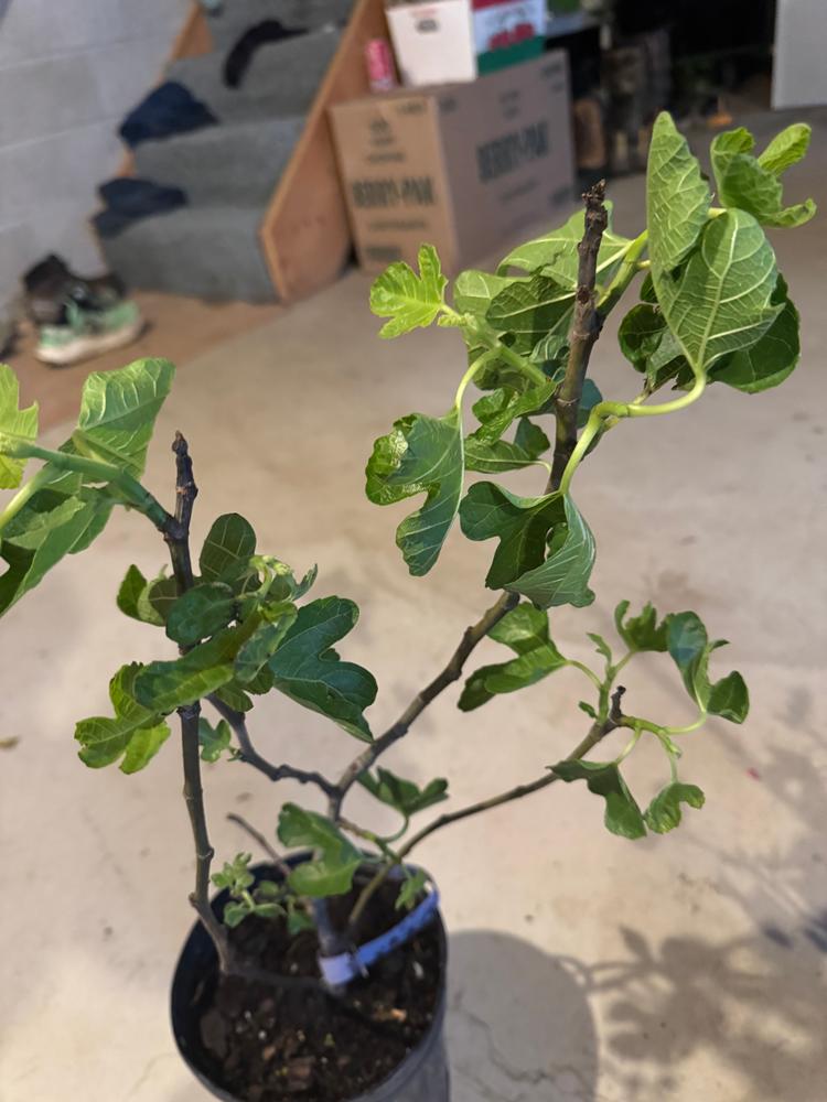LSU Purple Fig Tree - Customer Photo From Josh
