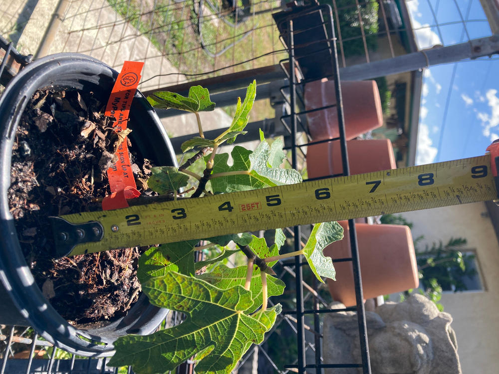 LSU Purple Fig Tree - Customer Photo From faruk ideis