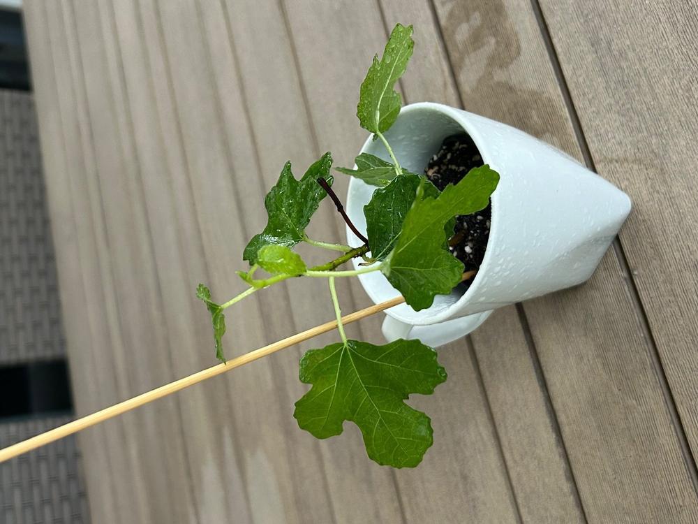 LSU Purple Fig Tree - Customer Photo From Charles Groen