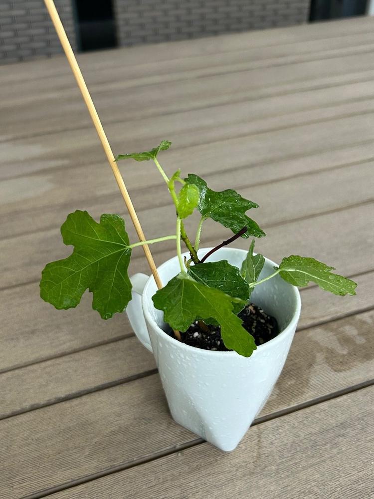 LSU Purple Fig Tree - Customer Photo From Charles Groen