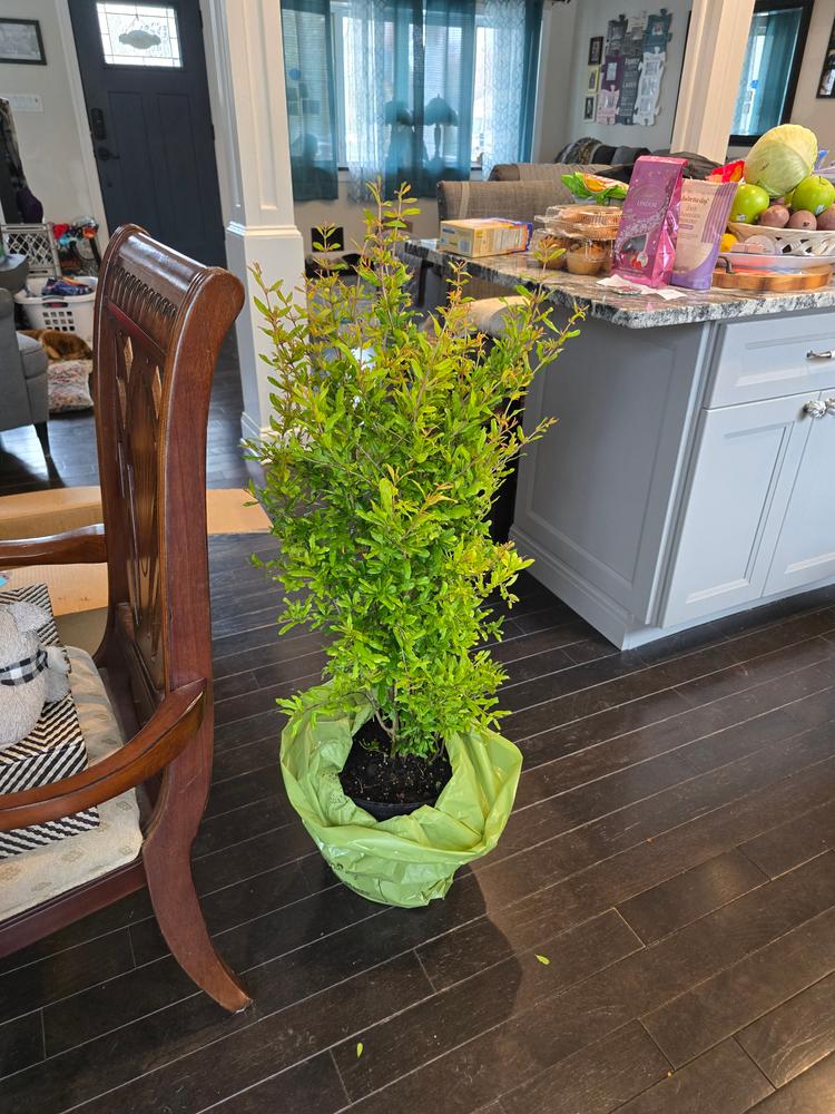 Wonderful Pomegranate Tree - Customer Photo From Chris DeMeglio