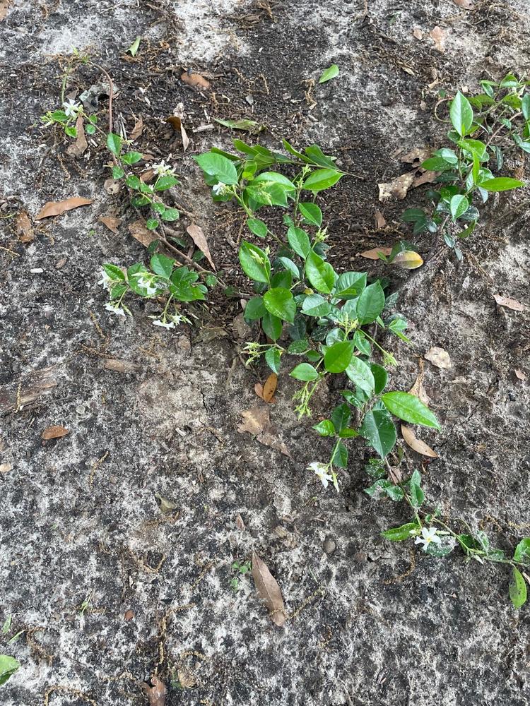 Asiatic Jasmine Shrub - Customer Photo From Patrick Munyon