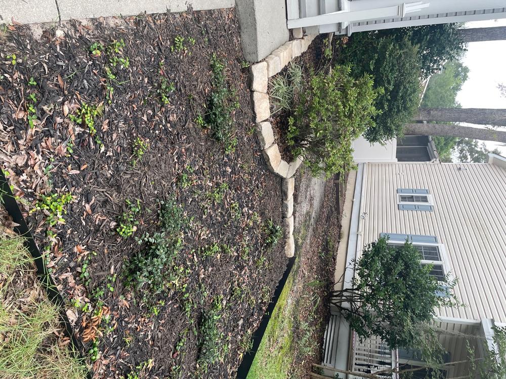 Asiatic Jasmine - Customer Photo From Paula Ziemski