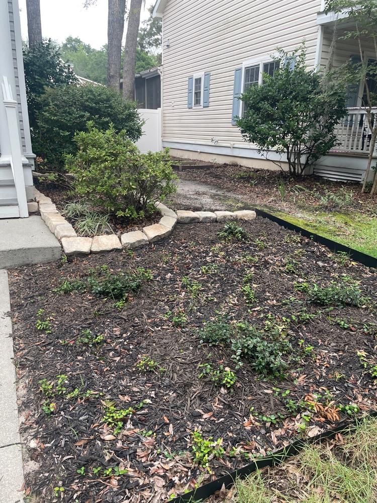 Asiatic Jasmine - Customer Photo From Paula Ziemski