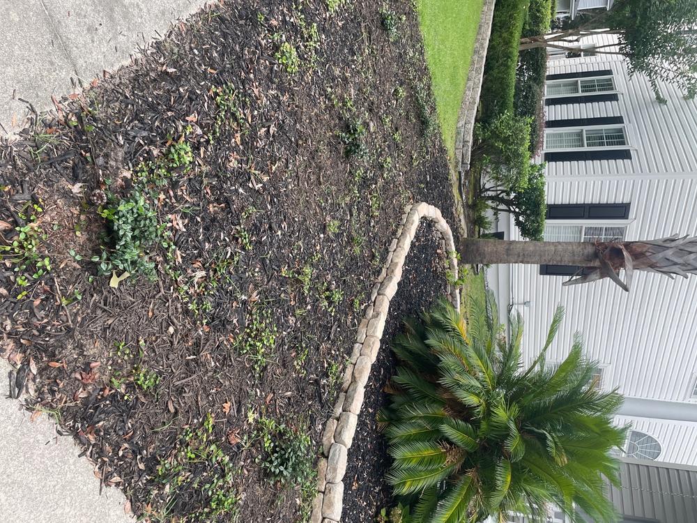 Asiatic Jasmine - Customer Photo From Paula Ziemski