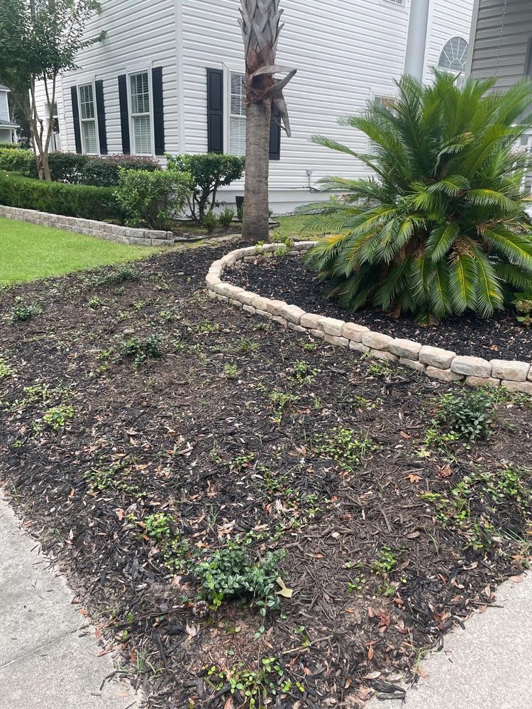 Asiatic Jasmine - Customer Photo From Paula Ziemski