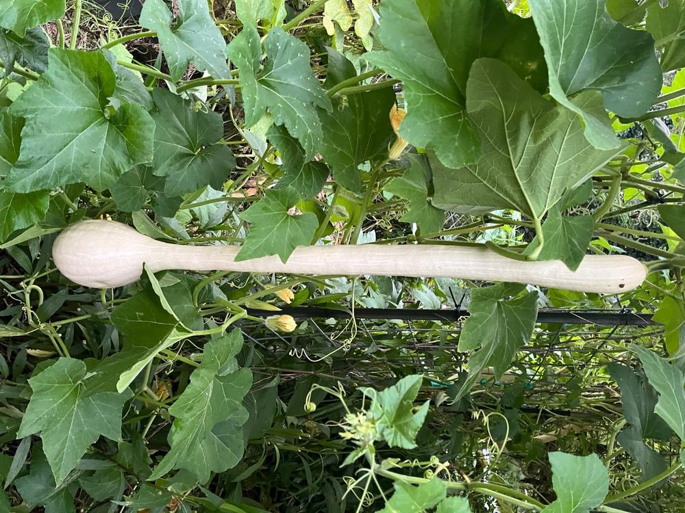 Dwarf Everbearing Mulberry Tree - Customer Photo From Larry Swails