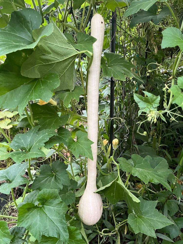 Dwarf Everbearing Mulberry Tree - Customer Photo From Larry Swails