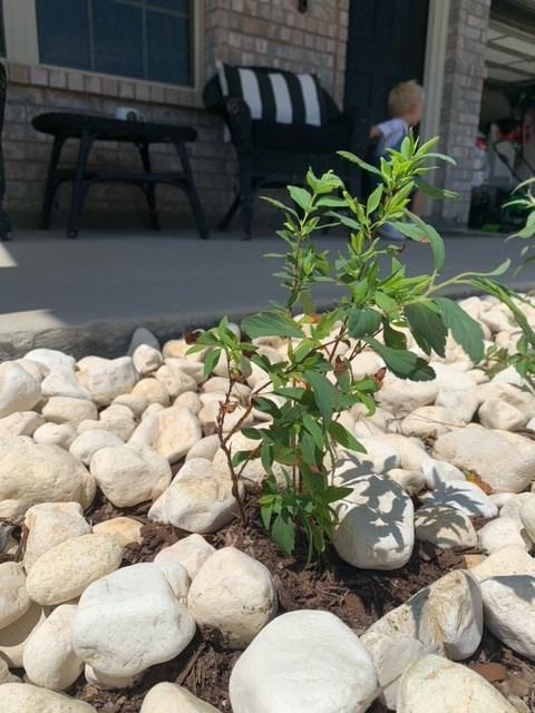 Bridal Wreath Spirea Shrub - Customer Photo From Anonymous