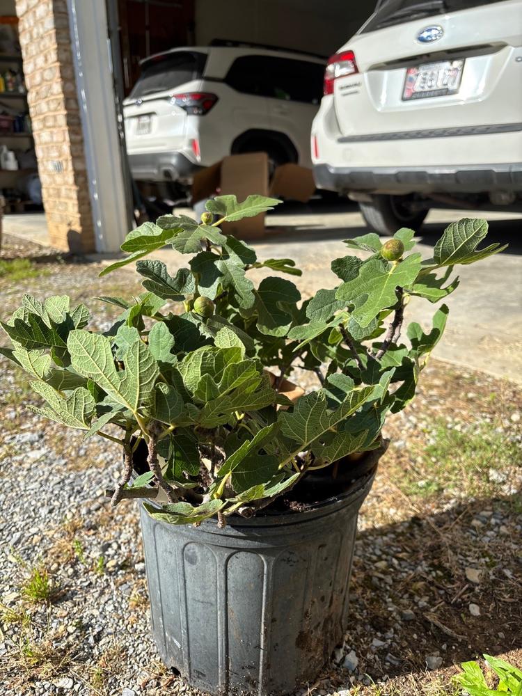 Brown Turkey Fig Tree - Customer Photo From MARY E Money Waldman